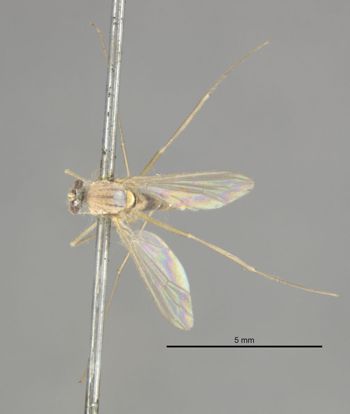 Media type: image;   Entomology 12925 Aspect: habitus dorsal view